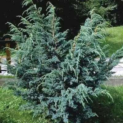 Можжевельник БЛЮ АЛЬПС китайский  в Дзержинске