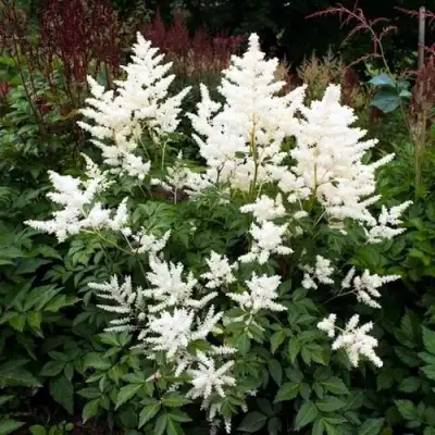 Астильба ДОЙЧЛАНД японская в Дзержинске