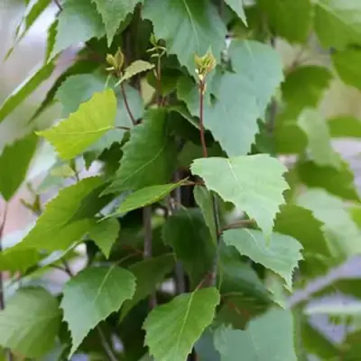 Береза ФАСТИГИАТА повислая  в Дзержинске