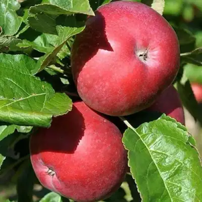 Яблоня СОЗВЕЗДИЕ колонновидная в Дзержинске