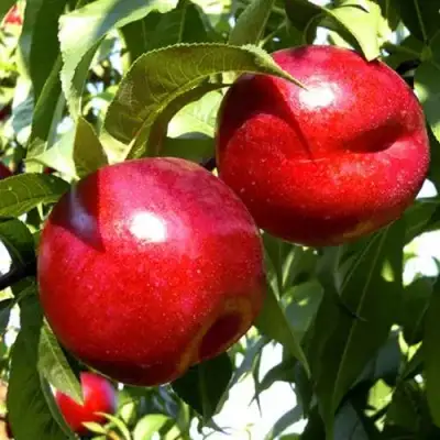 Нектарин ХАРКО в Дзержинске