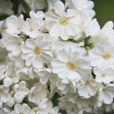 Сирень РОЧЕСТЕР в Дзержинске