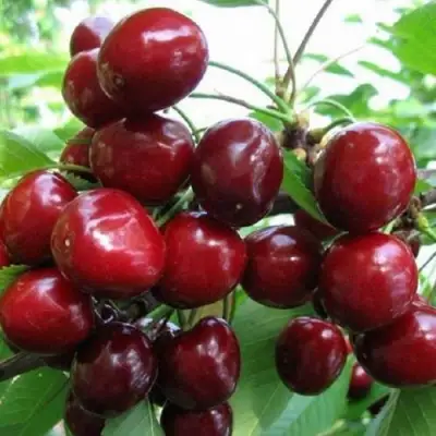 Черешня ГРОНКАВАЯ в Дзержинске