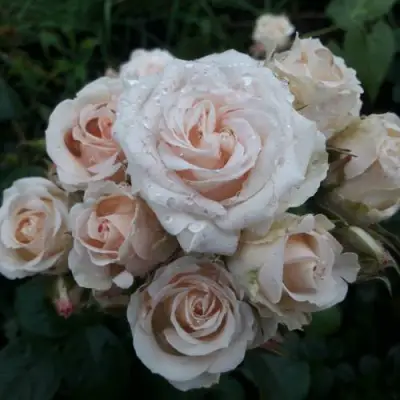 Роза ЯНА спрей в Дзержинске