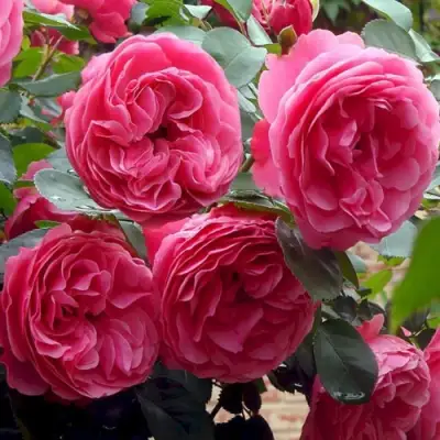 Роза ЛЕОНАРДО ДА ВИНЧИ флорибунда в Дзержинске