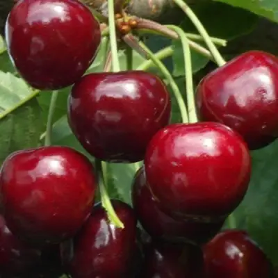 Черешня ГРОНКАВАЯ в Дзержинске