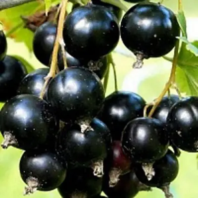 Смородина чёрная СОКРОВИЩЕ в Дзержинске