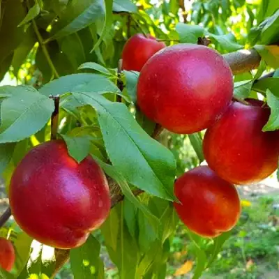 Нектарин НЕКТАРЕД-4 в Дзержинске