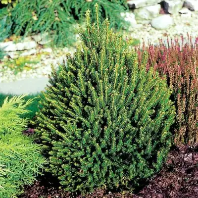 Ель КОМПАКТА обыкновенная в Дзержинске