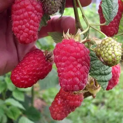 Малина МАРОСЕЙКА в Дзержинске