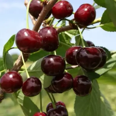 Вишня ГРИОТ БЕЛОРУССКИЙ в Дзержинске