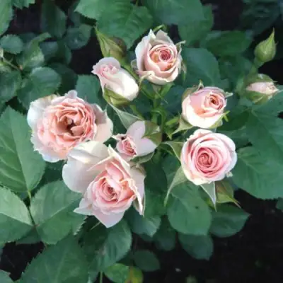 Роза ЯНА спрей в Дзержинске