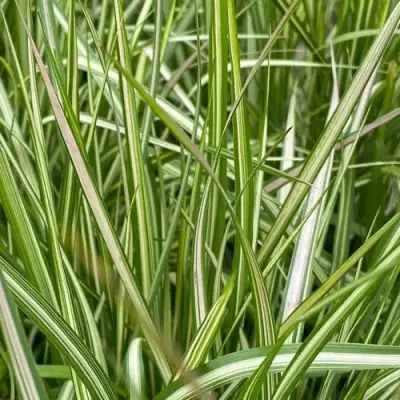 Вейник АВАЛАНШ остроцветковый в Дзержинске