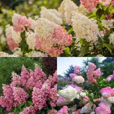 Комплект ЯГОДНОЕ МОРОЖЕНОЕ в Дзержинске