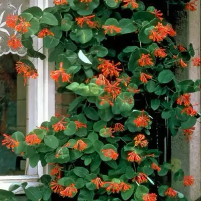 Жимолость ДРОМПОР СКАРЛЕТТ брауна в Дзержинске