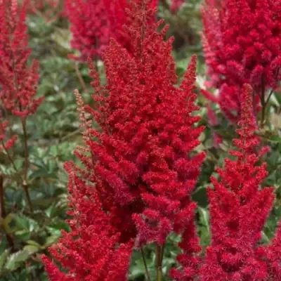 Астильба СКАЙСКРЕЙПЕР китайская в Дзержинске