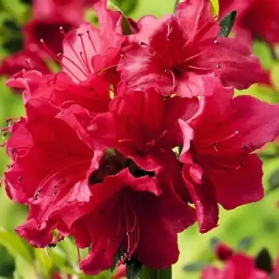 Азалия АРАБЕСК японская в Дзержинске