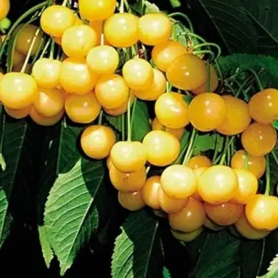 Черешня ДРОГАНА ЖЁЛТАЯ в Дзержинске