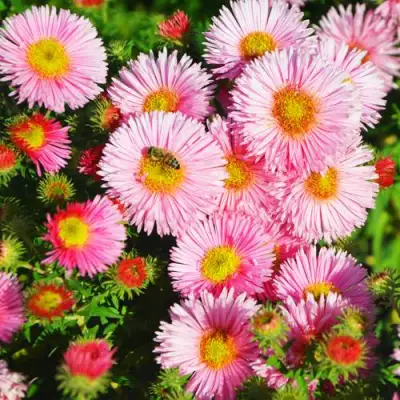 Астра РУДЕЛЬСБУРГ новоанглийская в Дзержинске