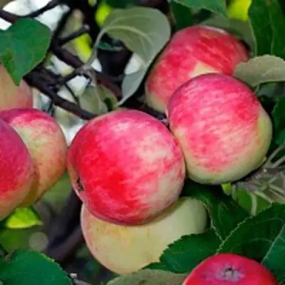 Яблоня СЕРЕБРЯНОЕ КОПЫТЦЕ в Дзержинске