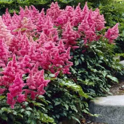 Астильба БОНН японская в Дзержинске