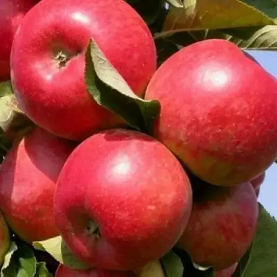 Яблоня ДЖИН колонновидная в Дзержинске