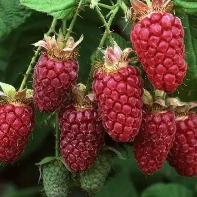 Малина РУБИНОВОЕ ОЖЕРЕЛЬЕ в Дзержинске