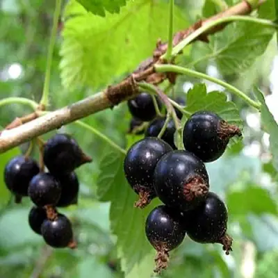 Смородина чёрная БИНАР в Дзержинске