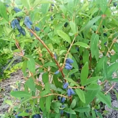 Жимолость съедобная АМФОРА в Дзержинске