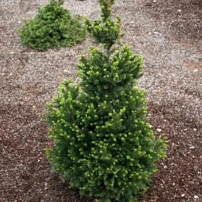 Ель ВИЛС ЦВЕРГ обыкновенная в Дзержинске