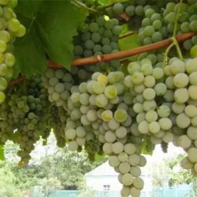 Виноград АНАНАСНЫЙ РАННИЙ в Дзержинске