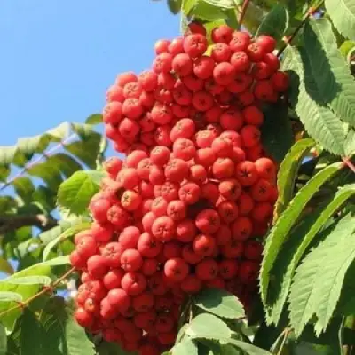 Рябина НЕВЕЖИНСКАЯ сладкоплодная в Дзержинске