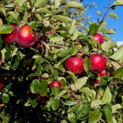 Яблоня СЯБРЫНА в Дзержинске