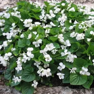 Фиалка АЛЬБИФЛОРА сестринская в Дзержинске