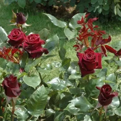 Роза БЛЭК БАККАРА чайно-гибридная в Дзержинске