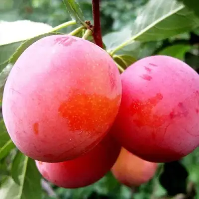 Слива КОМЕТА в Дзержинске