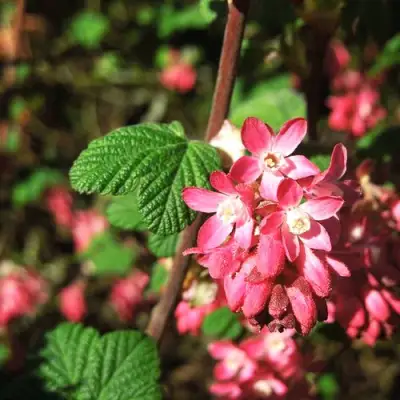 Смородина кроваво-красная ПУЛБОРО СКАРЛЕТ  в Дзержинске