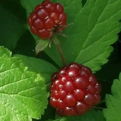 Княженика КЛОН в Дзержинске