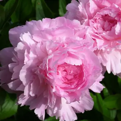 Пион ЛЕТЯЩИЙ ЖУРАВЛЬ травянистый в Дзержинске