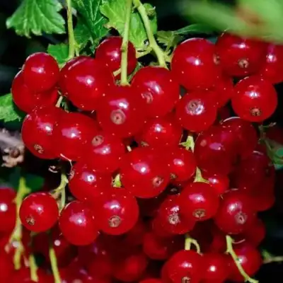 Смородина красная СЕРПАНТИН в Дзержинске