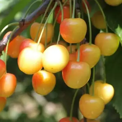 Черешня ЯНТАРНАЯ в Дзержинске