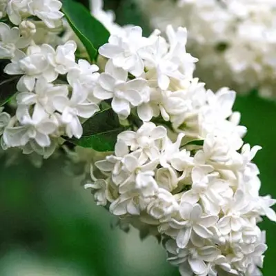 Сирень МАДАМ ЛЕМУАН в Дзержинске