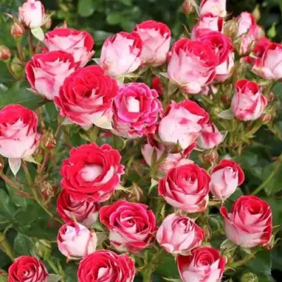 Роза ШОНЕ КОБЛЕНЦЕРИН флорибунда в Дзержинске