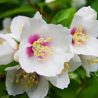 Жасмин БЕЛЬ ЭТУАЛЬ в Дзержинске