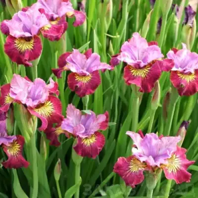 Ирис МИСС ЭППЛ сибирский в Дзержинске