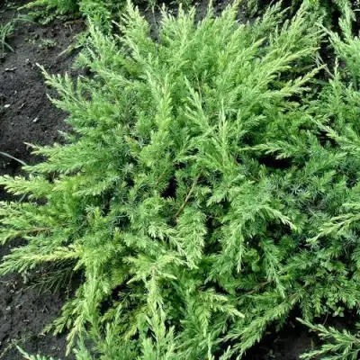 Можжевельник ШЛЯГЕР прибрежный в Дзержинске