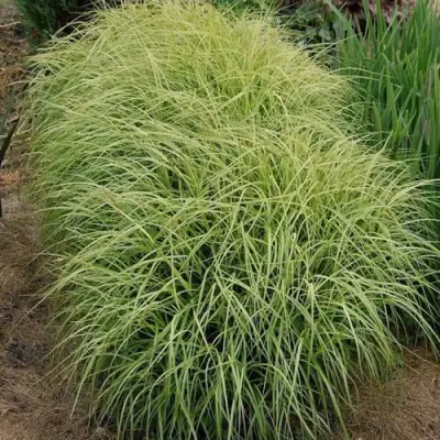 Осока ВАРИЕГАТА пальмолистная в Дзержинске