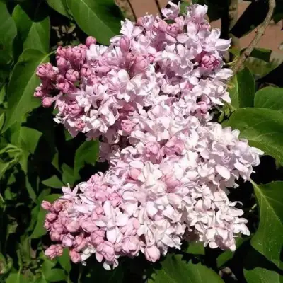 Сирень МИЛОСЕРДИЕ в Дзержинске