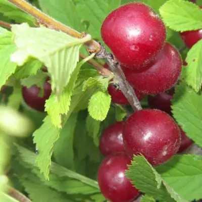 Вишня персиковая АФЛОЦЕРАЗУС в Дзержинске