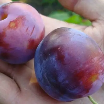 Слива РЕНКЛОД в Дзержинске